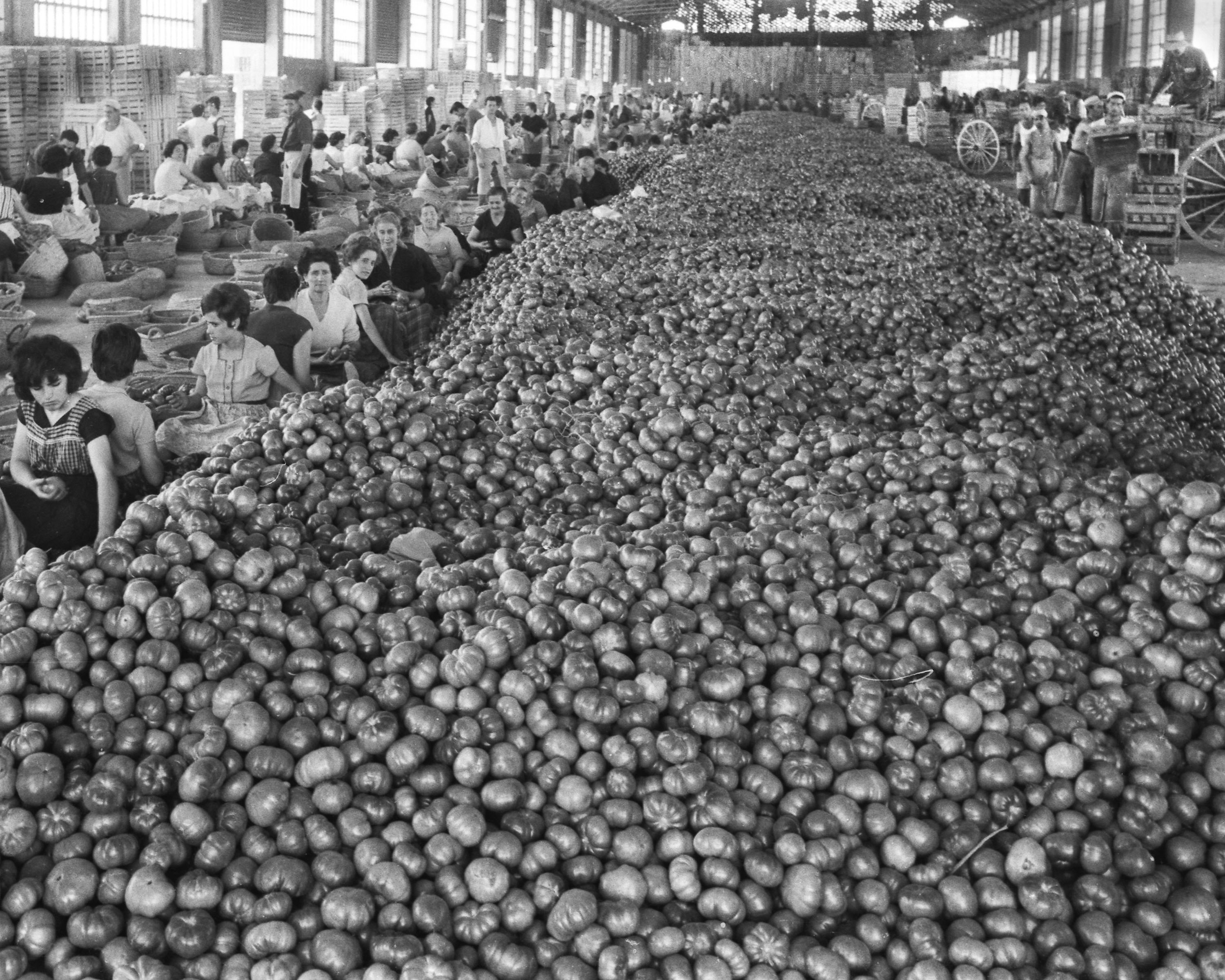 1. Muntó de tomaques a la Cooperativa d'Alginet, 1963.